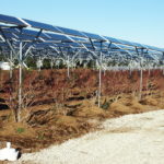 太陽光発電とブルーベリー園